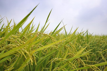 suncitygroup太阳集团(中国)-官方网站